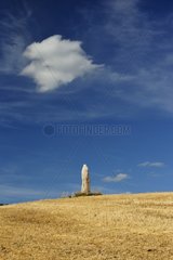 Menhir in a field of wheat harvested Cevennes France