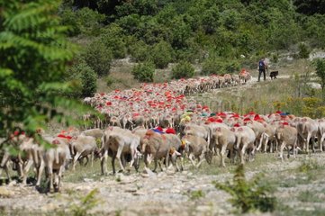 Sheep decorated with pompoms during transhumance Cevennes