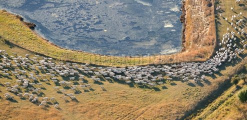 Aerial view of Salted Sheep in meadow in Baie de Somme
