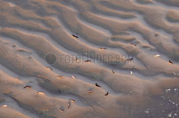 Harbour Seals in the Bay of Somme France