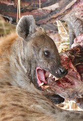 Portrait of a Spotted Hyaena eating a dead Botswana