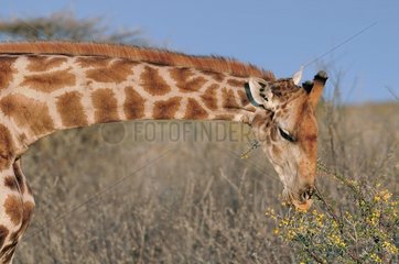 Giraffe grazing a shrub in Etosha NP Nambia