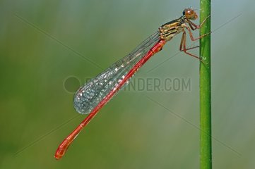 Male of Small red Damselfly posed on a stem France