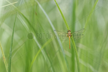Dragonfly (Odonata sp) just after the emergence  Prairies du Fouzon  Loir et Cher  France