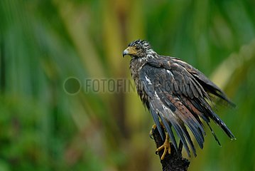 Rufous Crab Hawk drying on a branch French Guiana