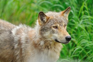 Portrait of gray wolf in the grass Alaska USA
