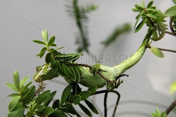 Northland Green Gecko on a branch New Zealand