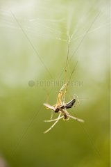 Spider catching a Crane Fly suspended to its cobweb