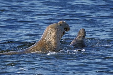 Eléphant de mer du nord mâle pourchassant un rival