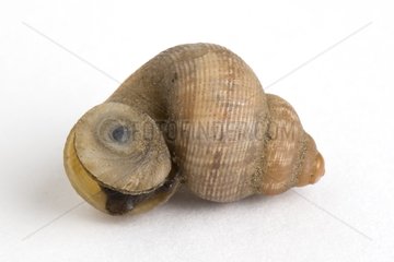 Round-mouthed Snail