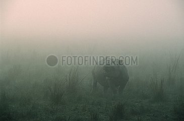 Kaziranga India Unicorn Rhino