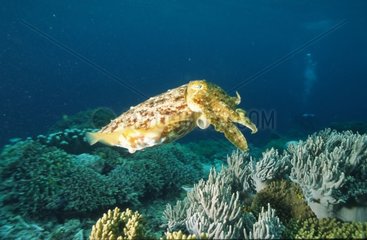 Riese trocken auf einem Korallenpapouasie-New-Guinea-Hintergrund