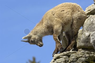 Junger alpine Ibex in Felsen