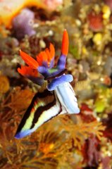 Nudibranch floating near a Coral reef Sulawesi