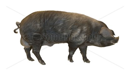Gascogne boar on a white background