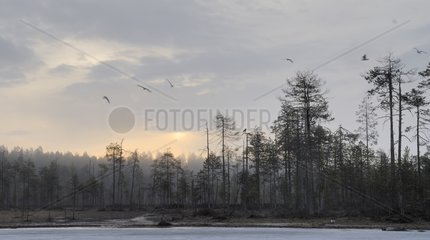 View on the Finnish forest on a lake bank Finland