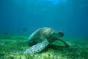 Grüne Schildkröte spazieren auf dem Platier der Ngouja Mayotte