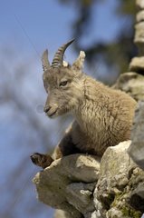 Junge alpine Ibex in Felsen liegen