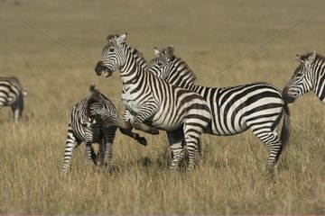 Grant's Zebras fighting in savanna Masai Mara Kenya