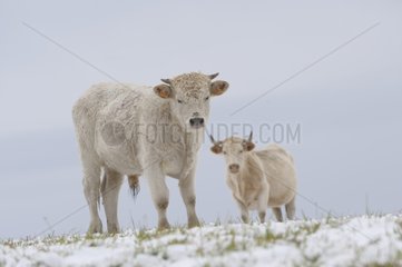 Charolaise Calf and Cow in the snow Lozère France