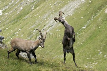 Play fighting between male ibexs Vanoise France