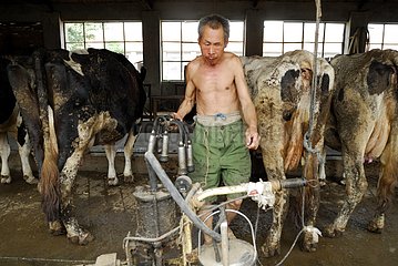 Draft of the cows mechanized in Chinese province China