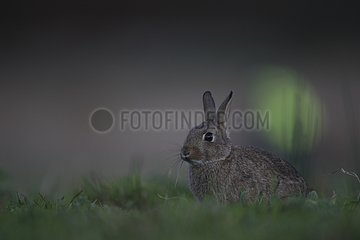 European rabbit careful around in a meadow