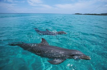 Grands dauphins Roatan Honduras