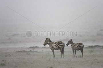 Grant's Zebras Masaï Mara National Reserve Kenya