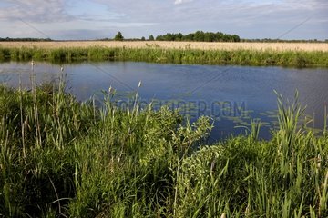 River in National Park Narew Poland