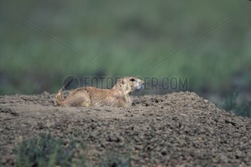Black-tailled Prairie Dog lying on its burrow Canada
