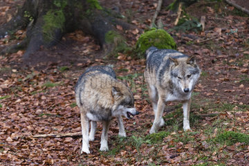 Gray wolves (Canis lupus)  Bavarian Forest National Park  Bavaria  Germany.