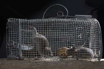 Mice in a trap Poitou France