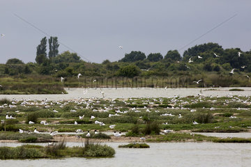 Reserve of seabirds in seaside in spring Sevastopol Polder on the island of Noirmoutier  Atlantic coast  France