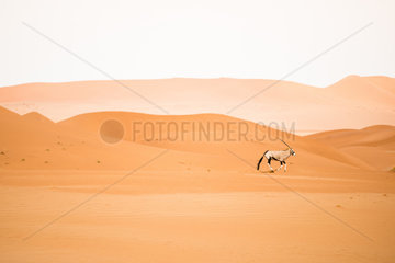 Gemsbok (Oryx gazella) galloping through the dunes of the Namib Desert  Namib-Naukluft  Namibia