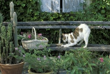 Chat se faisant les griffes sur un banc dans un jardin