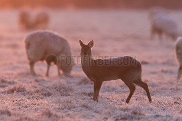 Chinese water deer (Hydropotes inermis) deer walking in a frosty meadow at sunrise  England  Winter