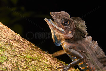 Portrait of Giant forest dragon (Gonocephalus grandis)  Kubah national park  Sarawak  Borneo  Mlalaysia