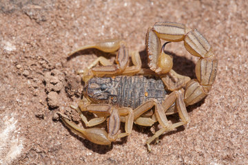 Scorpion (Buthus lienhardi) ou (Buthus occitanus tunetanus) lepineyi form  Morocco