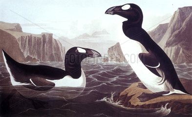 Représentation de Grand Pingouin