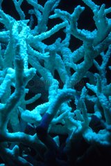 Coral fluorescent New Caledonia