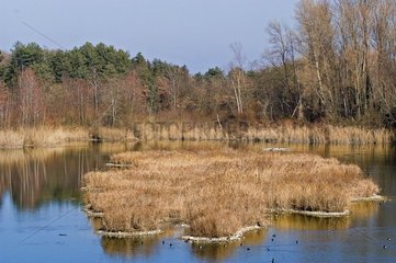 Teich- und Schilfbetten von Dranse Delta im Herbst Frankreich
