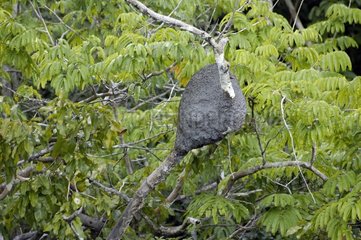 Nest termites on top of a tree Rio Negro Amazon Brazil