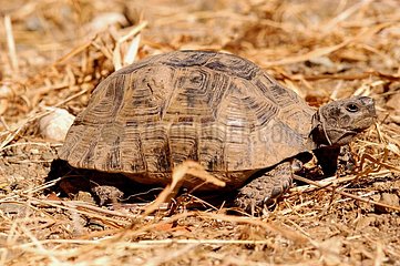 Schildkröte Cirali Türkiye