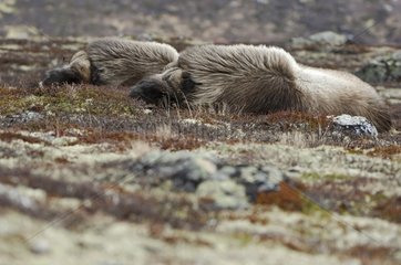 Muskoxes resting in the tundra Dovrefjell Norway