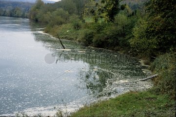 Pollution de la rivière Doubs