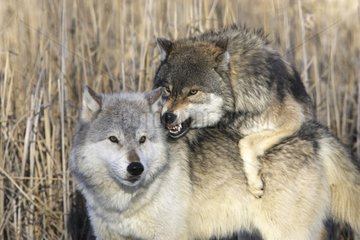 Gray wolf défandant its prey against a congener