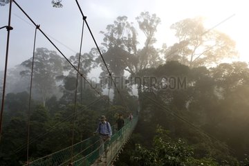 Tourists on a Canopy walkway in tropical forest Borneo