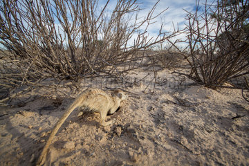 Meerkat foraging for Prey- Kalahari South Africa