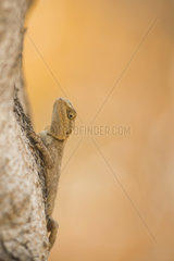 Common Agama on a trunk - Mar Lod jIsland Senegal